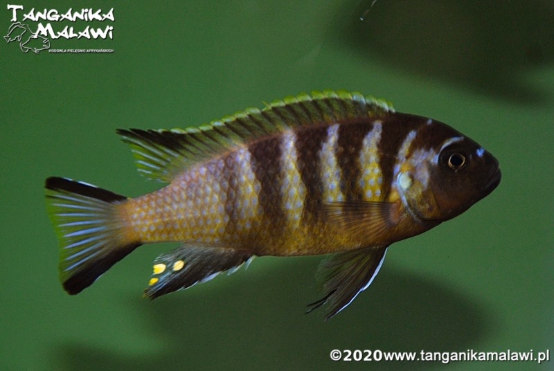 Maylandia melissa 'Katale Island'